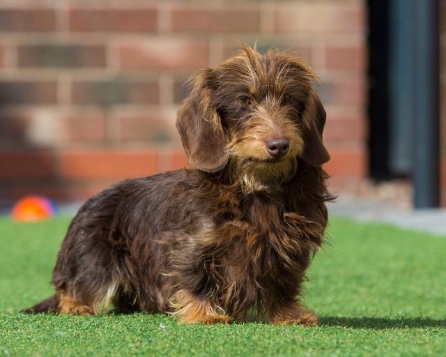 Chocolate wirehaired dachshund hotsell